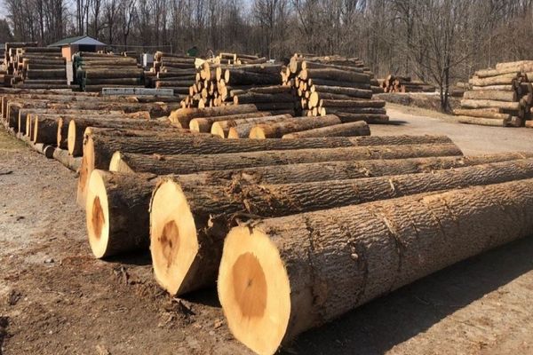 Đặc tính của gỗ Dổi