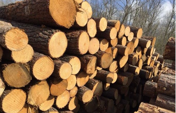 Gỗ thông là loại gỗ tự nhiên tốt cho sản xuất nội thất